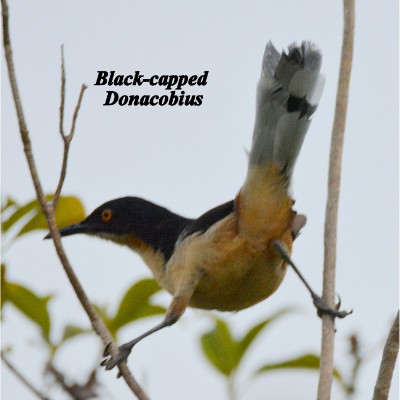 Black-capped Donacobius